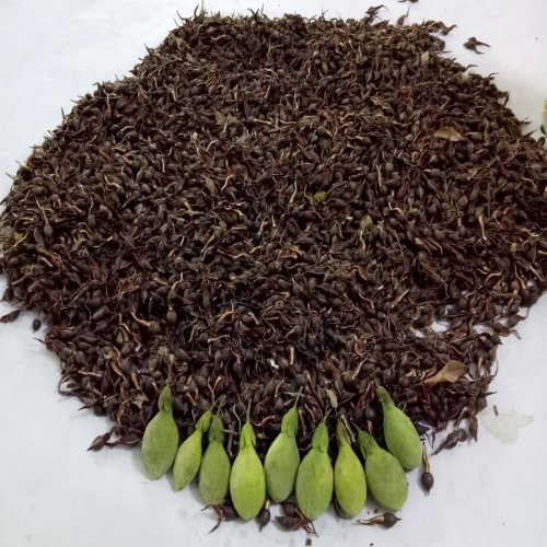 Agarwood Seeds