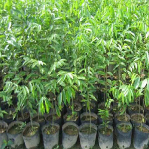 Agarwood Plants