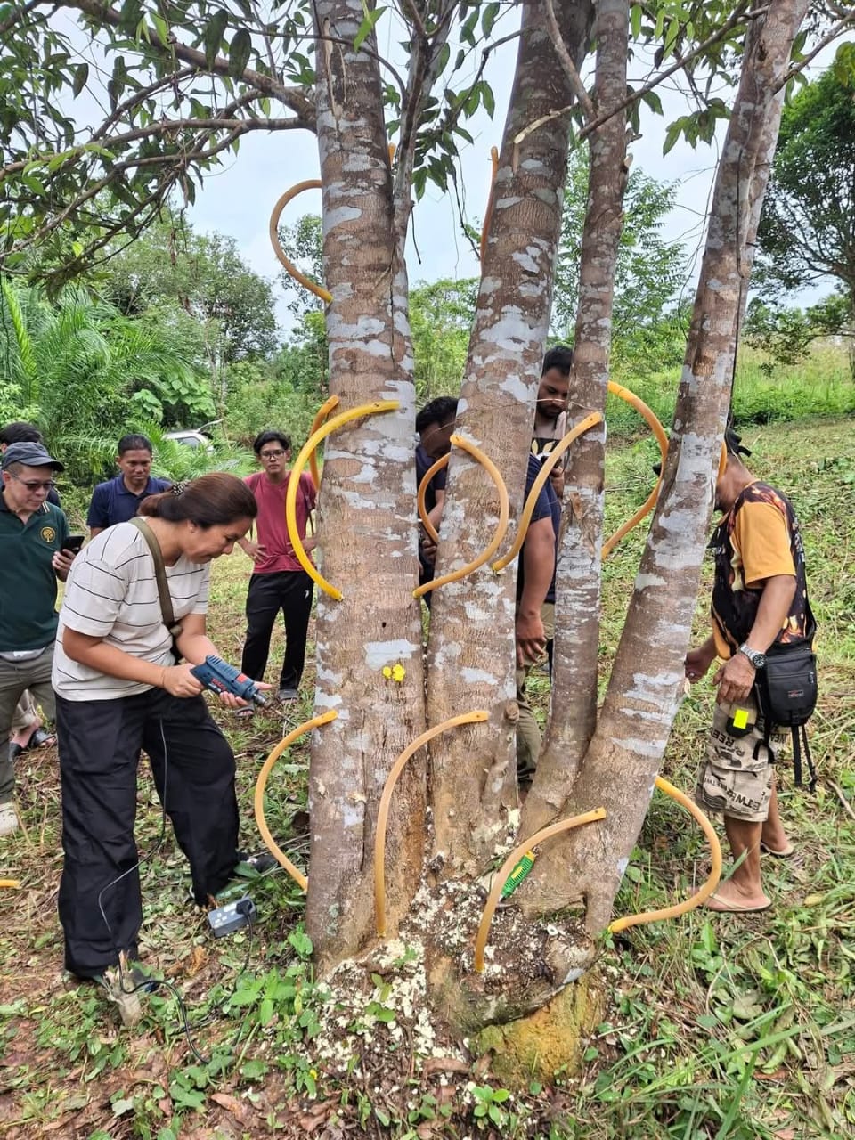 Agarwood Inoculation