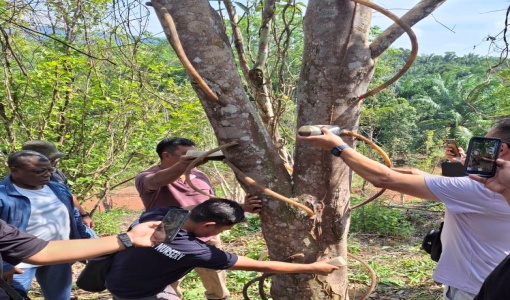 Agarwood Inoculation